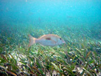 Seagrasses