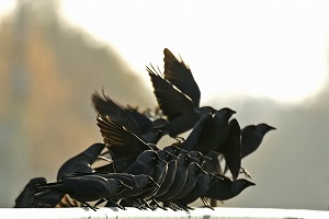 Jackdaws Photo Hans Reitsma