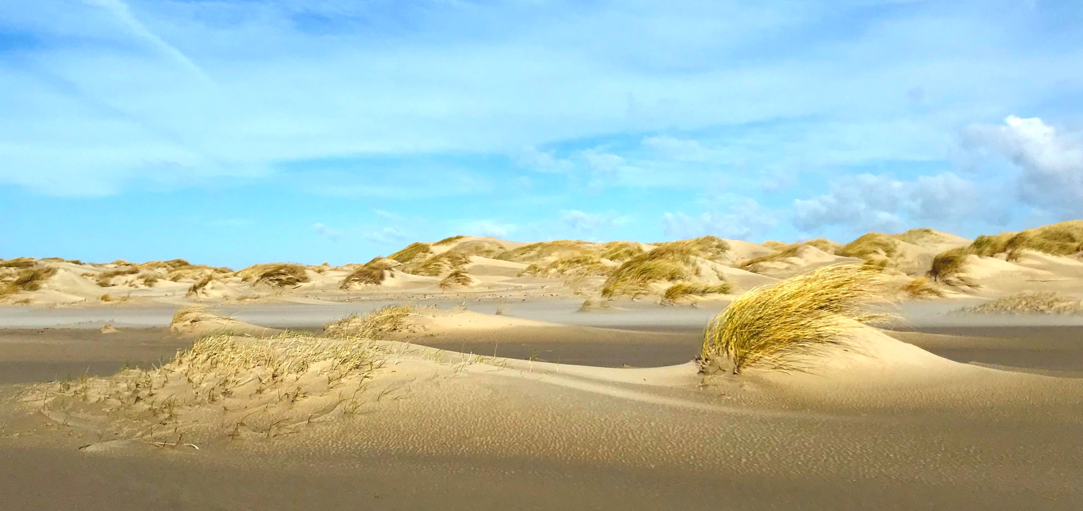 Sand couch (left) uses dispersed growth patterns to build low, wide dunes. Marram grass (right) catches more sand immediately around it, resulting in a higher dune. Location: De Hors, Texel. Credits: Valérie Reijers