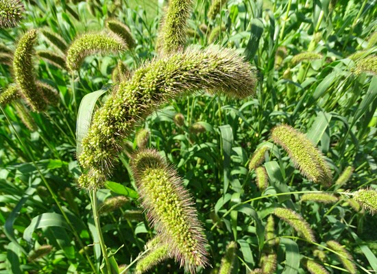 Millets: ideal for dry, barren soil.