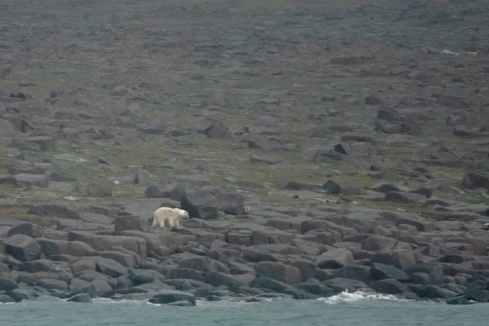ijsbeer op eiland Edgeøya