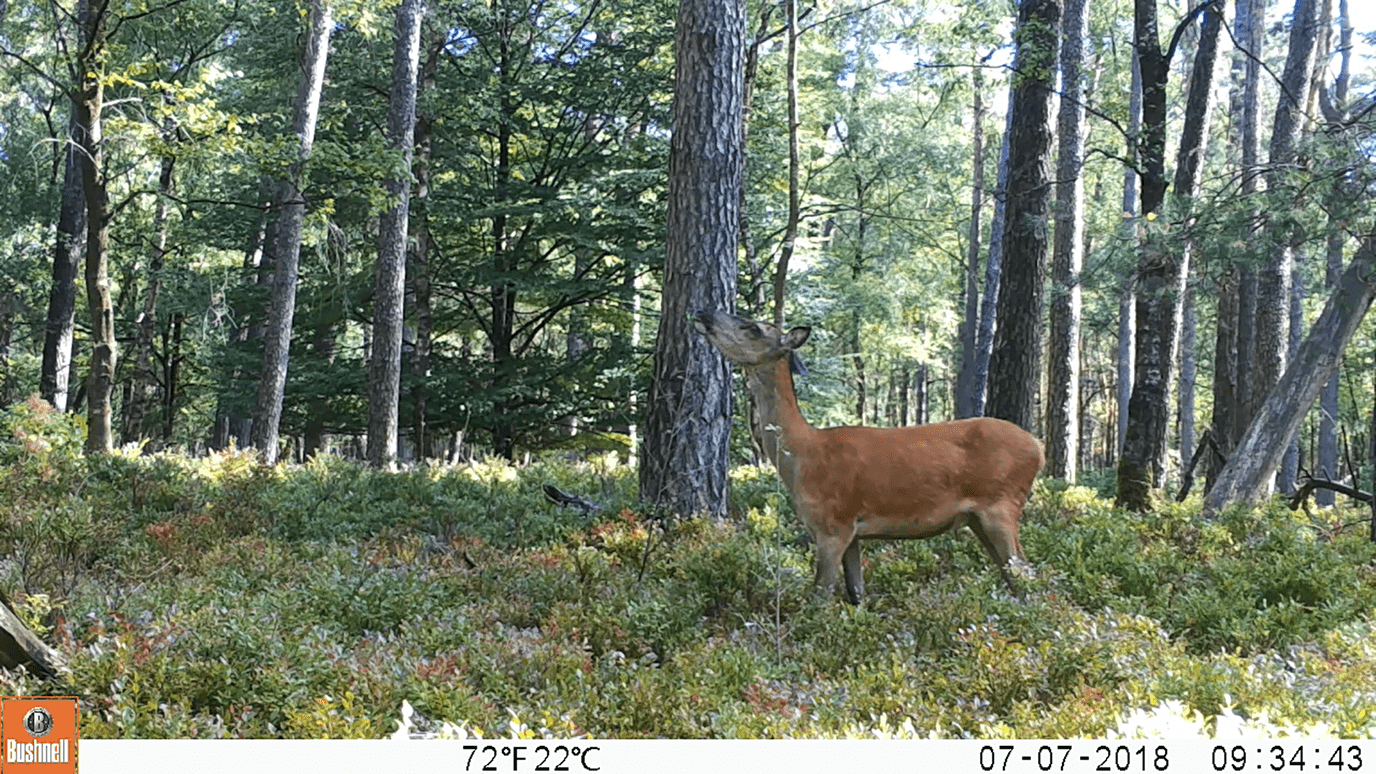 Waakzame edelherten op de Veluwe