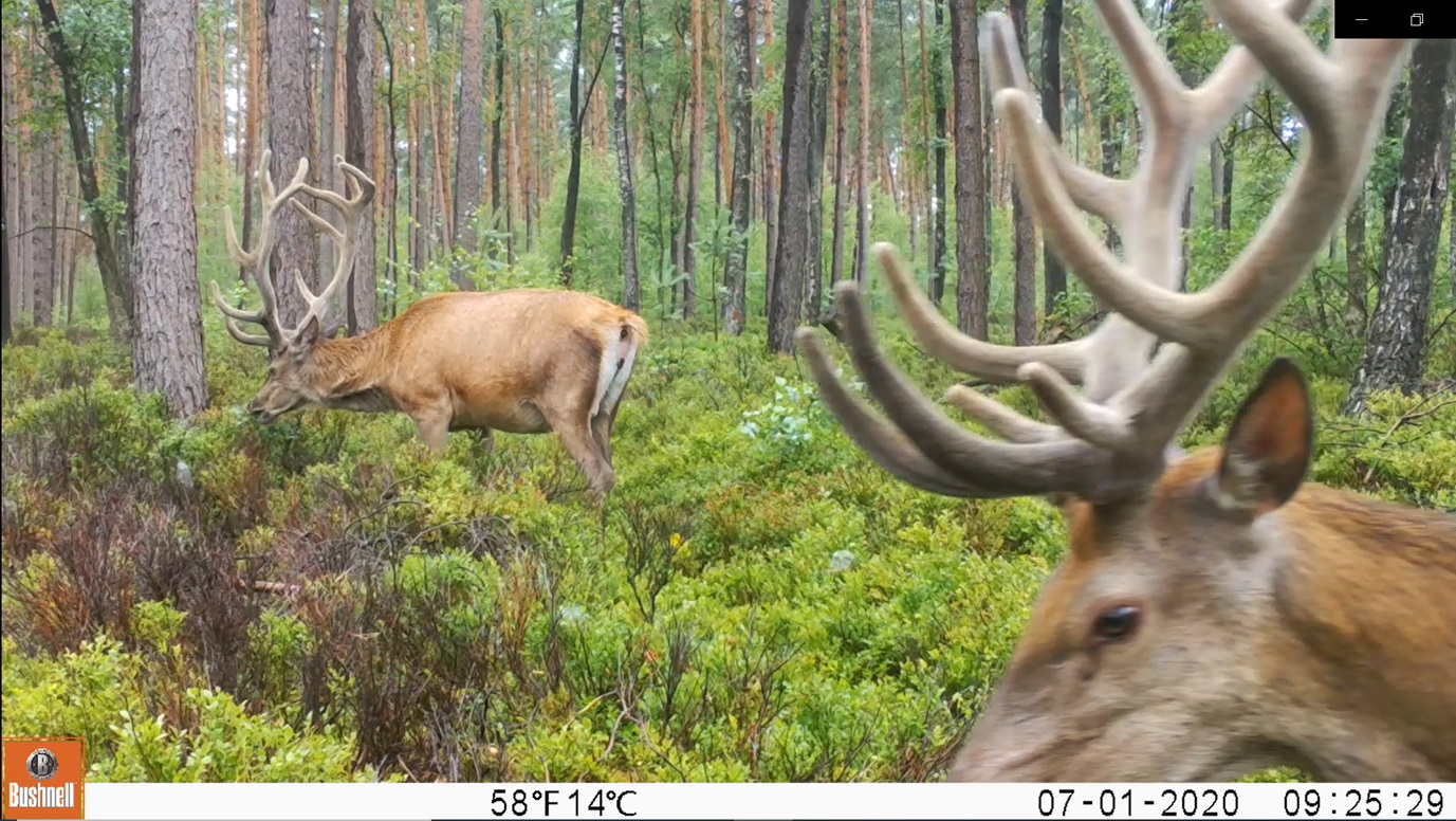 Grazende edelherten op de Veluwe