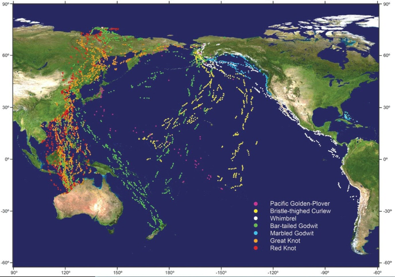 Pacific routes of 7 migrating shore birds. Image from publication.