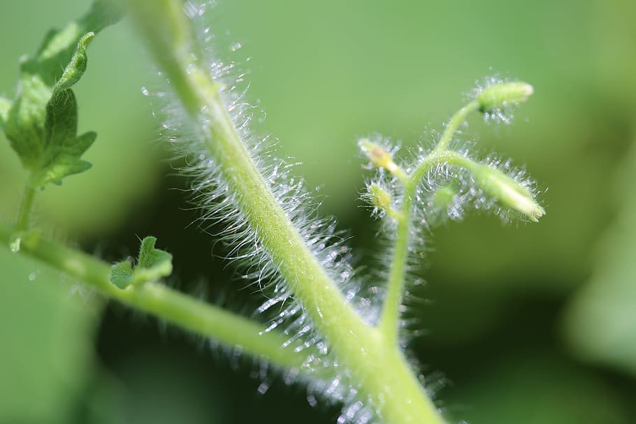 Trichomes on the stem of a tomato plant