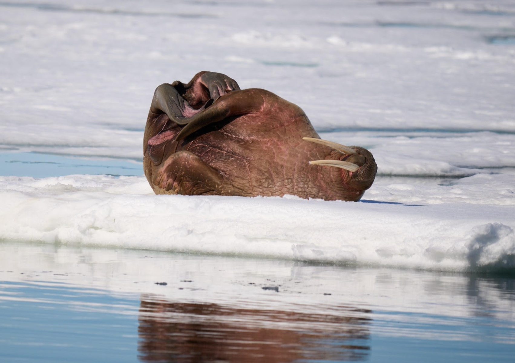 Atlantische walrus rust uit in Svalbard. Copyright: Hielko van der Hoorn