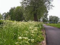 Cow parsley on a town edge