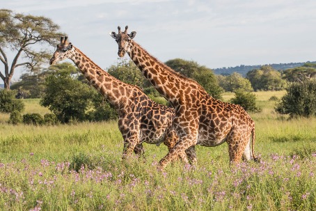 Giraffes