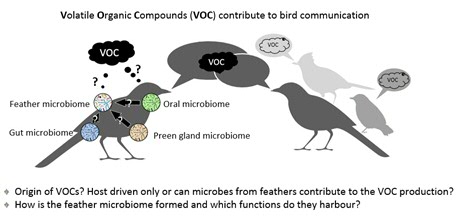 Volatile Organic Compounds (VOC) contribute to bird communication