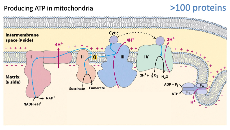 Mitochondrien zijn de energiefabriken van het lichaam