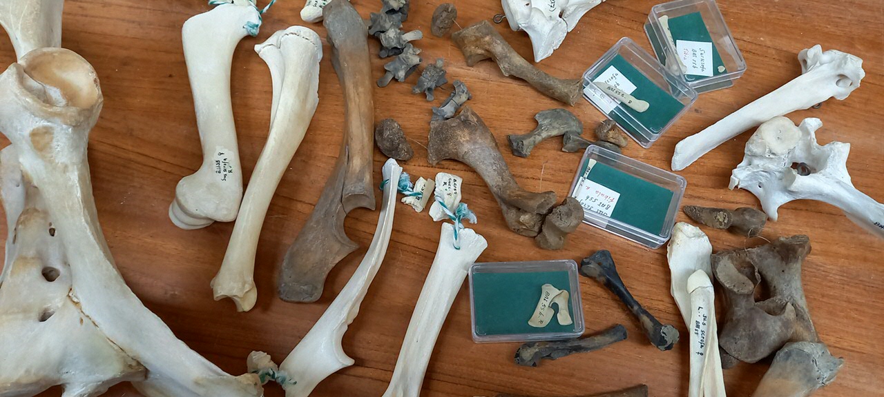 Archaeologists are bringing ancient animal bones