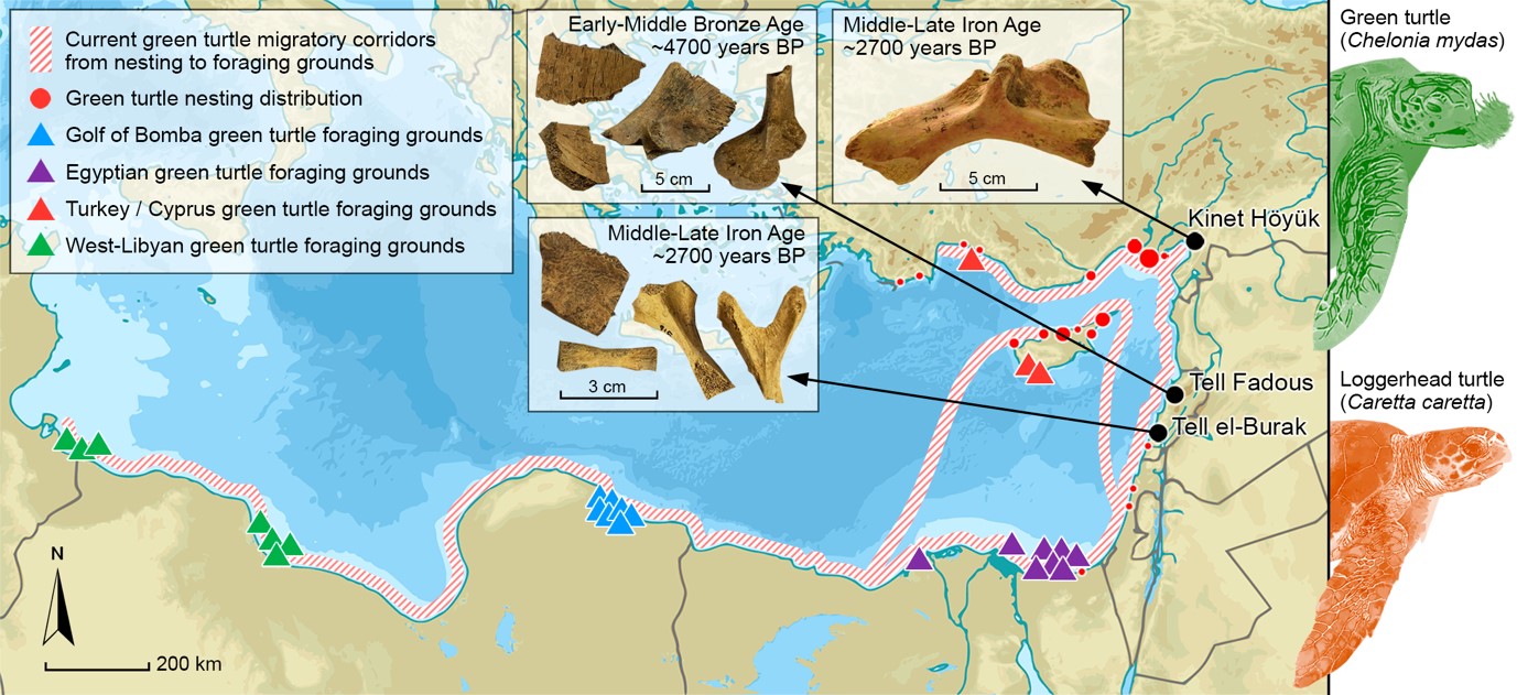 The migration routes of green sea turtles (red and white stripes) between their nesting grounds (circles) and the seagrass meadows where they eat (triangles)|Illustration: S.E. Boersma