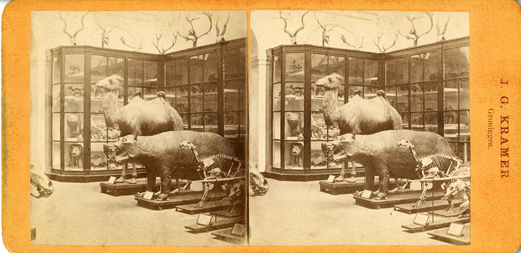 Stereo foto dieren, o.a. kameel