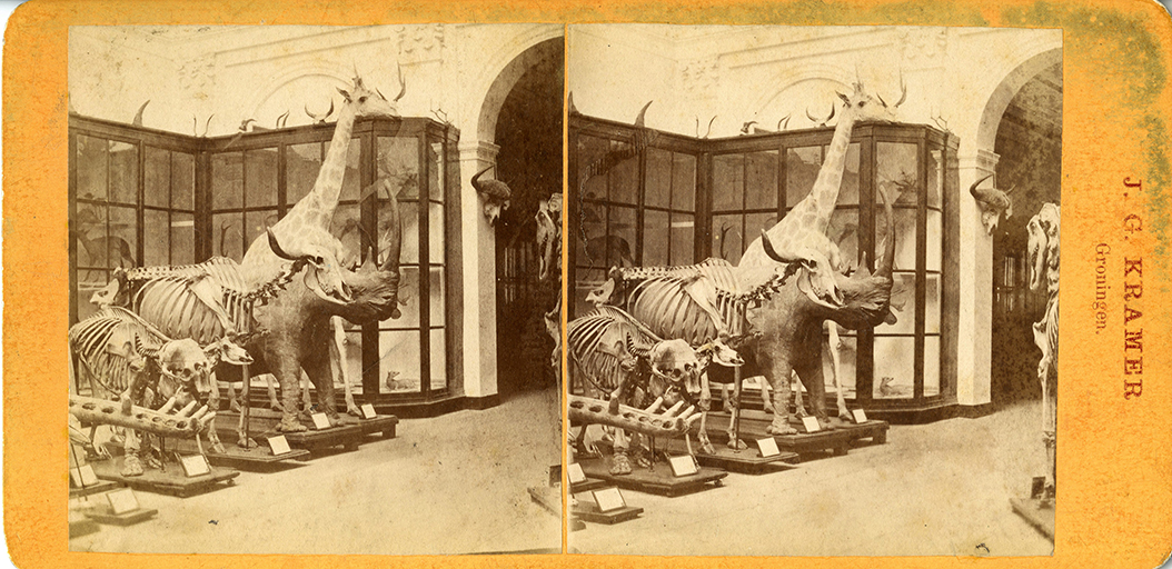 Stereo foto dieren, o.a. giraf en neushoorn