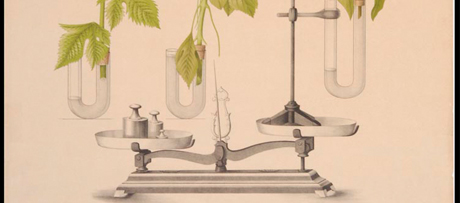 Onderwijsplaat van een proefopstelling waarmee de mate van transpiratie bij planten kan worden gemeten, 1897Educational poster of an experiment in which scales can measure the amount of perspiration in different plant varieties, 1897