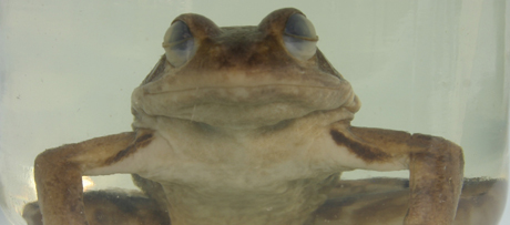 Bruine kikker (Rana temporiana) op sterk waterSpecimen of a European frog (Rana temporaria)