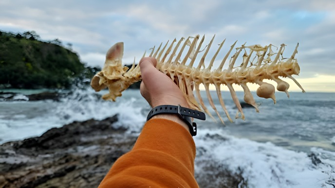 Fish remains on a New Zealand coast:  the evolving connection with marine resources over time