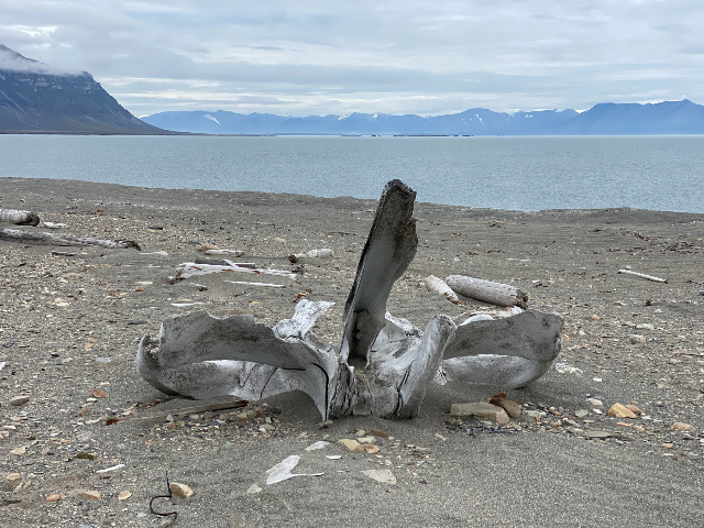 Old whale bone in Bellsund