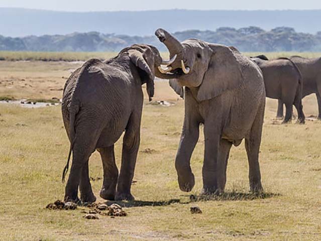 Two elephants fighting. Source: Benh LIEU SONG from Torcy, France, via Wikimedia Commons. Used under Creative Commons License 2.0