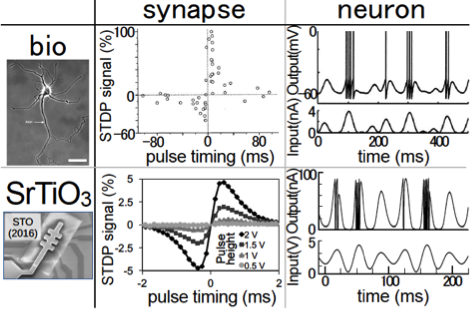 Behaviours of the biological synapse and neuron of a rat hippocampal neural cell (top row) compared with those of our artificial synapse and neuron made of a single SrTiO3 FET (bottom row). The coincidences are sufficiently good.
