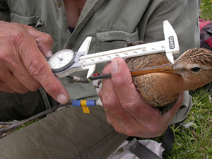 Each bird is measured and weighed accurately (photo: Petra de Goeij)
