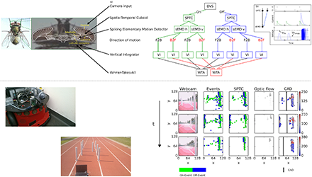 Spiking Insect Vision