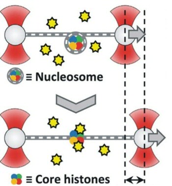 Schematische weergave van de optisch pincet opstelling. Het DNA (grijs-witte dikke streep) is tussen twee bolletjes gevangen dmv de lichtstralen (rood). Boven is het DNA rondom een nucleosoom gewikkeld en door aan het DNA te trekken (rechter bolletje met de pijl mee naar rechts bewegen) wordt het DNA afgerold (onder). Op het onderste plaatje zitten de losse histonen nog wel aan het DNA vast en de hulpeiwitten (chaperonnes, gele sterretjes) kunnen aan de histonen binden om ze van het DNA los te pulken.