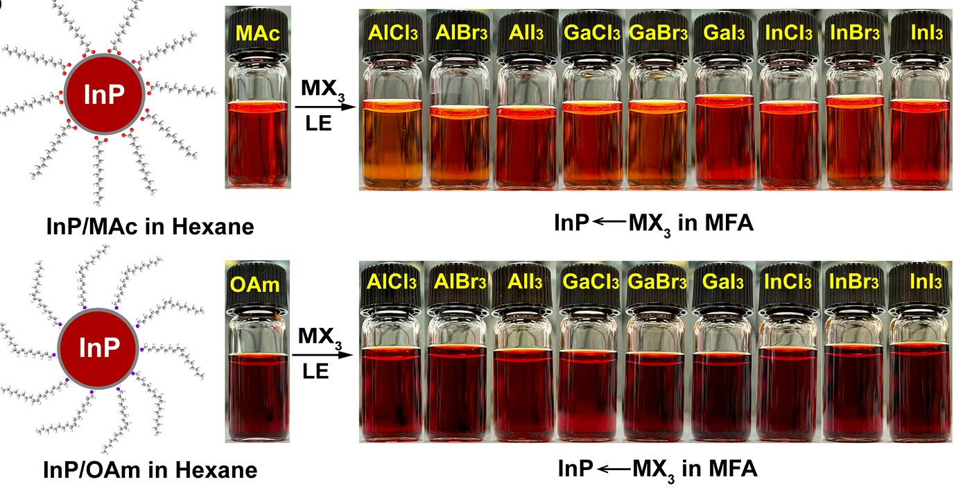 InP QDs after ligand exchange with various metal halides can be colloidally stable in polar solvent. Yun Hai, et al. J. Am. Chem. Soc. 2024, 146, 18, 12808–12818.