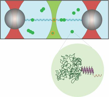 Het DNA zit vast tussen twee bolletjes, die ieder door een gefocusseerde laserstraal (rode bundels) op zijn plaats worden gehouden. De groene punten zijn de kunstmatige viruseiwitten, waarvan er een is uitvergroot. De eiwitten geven licht als ze met de groene laserstraal worden beschenen.