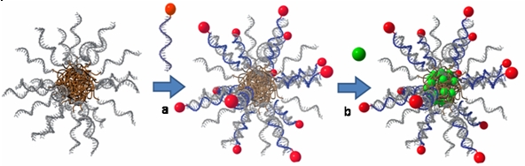 Fig. 1: Single-stranded amphiphilic DNA block copolymers self-assemble into spherical micelles. They can be conveniently equipped with targeting units by hybridization with complementary oligonucleotide conjugates (a). Hydrophobic anticancer drugs are incorporated into the interior of the nanoobjects that have a diameter of around 10 nm (b). The DNA nanocontainers are efficiently taken up by cancerous cells and due to the toxic payload cancer cells are efficiently killed.