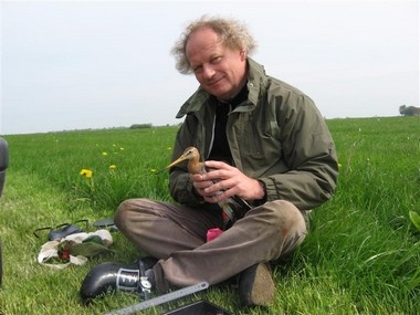 Theunis Piersma met een grutto in Friesland