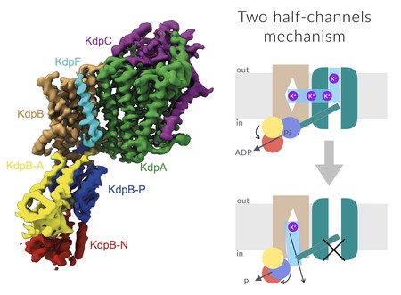 (Left) One of the two cryo-EM structure of KdpFABC. (Right) New proposed mechanism of action for KdpFABC reveals a so-far unprecedented chimeric transport, where an ion pump has hijacked an ion channel. Here, potassium ions are attracted from the outside by the high-affinity and high-selective channel-like subunit (KdpA in green), redirected via an intermembrane tunnel to the P-type subunit (KdpB in brown), and from there released to the cytoplasm. | Illustration C. Paulino / University of Groningen