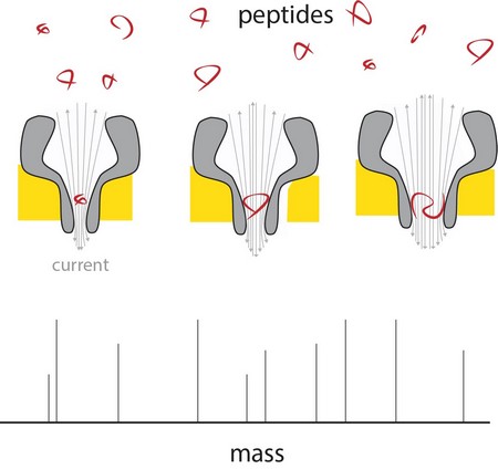 Als een peptide in het dunne uiteinde van de nanoporie terechtkmot, veroorzaakt dit een verandering in de stroom, recht evenredig met de massa van het peptide. Met poriën van verschillende grootte is het mogelijk verschillende peptiden tegelijk te meten.| G. Maglia
