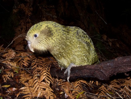 Kakapo in Nieuw Zeeland | Foto Andrew Digby, New Zealand Department of Conservation