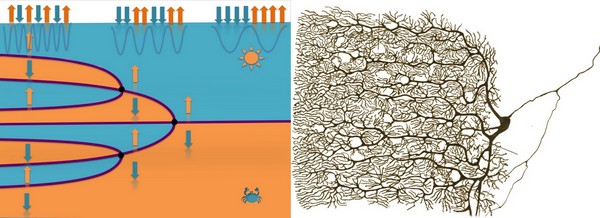 Similarity between doubling in domains in the material (left) and a bifurcating pyramidal neuron. | Image Noheda / Ramón y Cajal