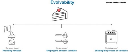 Schema van de drie mechanismen die aan evolueerbaarheid bijdragen. | Illustratie Trends in Ecology and Evolution