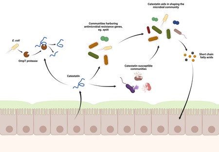 De illustratie toont hoe catestatine dat door de epitheelcellen van de darm wordt geproduceerd kan zorgen voor een toename van resistente soorten. Dit verandert ook de productie door het microbioom van stoffen die invloed hebben op de darm, zoals korte-keten vetzuren. | Illustratie: Markus Schwalbe and Sahar El Aidy