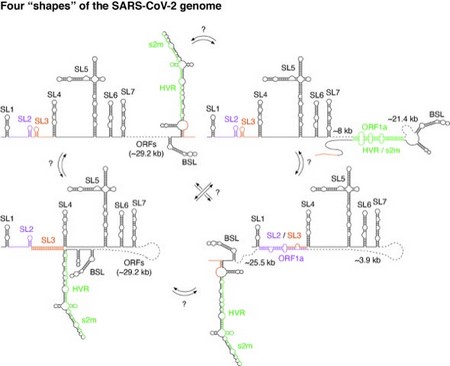 SARS-CoV-2 genome: A shapeshifting killer. The RNA genome of the SARS-CoV-2 virus can adopt multiple 'shapes' (structural conformations) in the context of the infected host cell. Although the function of the different conformations is still largely unknown, some of them have been shown to be crucial during the virus replicative cycle, for example to regulate genome cyclization. | Illustraion Danny Incarnato, University of Groningen