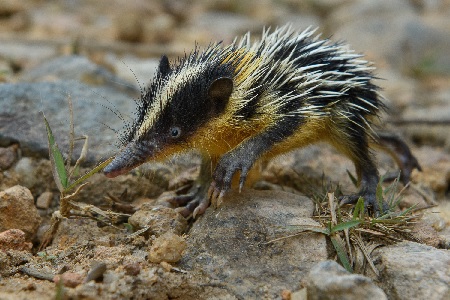 Lowland Streaked Tenrec (Hemicentetes semispinosus). A species of tenrec, a diverse and unique group of mammals found only on Madagascar. | Photo Chien C. Lee
