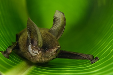 Madagascar Sucker-footed Bat (Myzopoda aurita). The Madagascar Sucker-footed Bat belongs to an ancient family of bats that is found only on Madagascar. | Photo Chien C. Lee