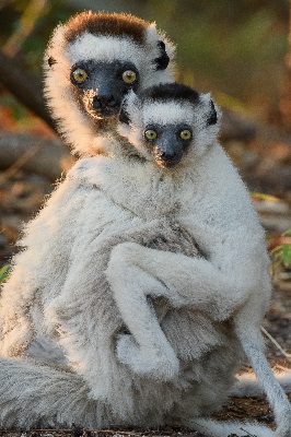 Verreauxsifaka (Propithecus verreauxi). De met uitsterven bedreigde Verreauxsifaka is één van de 109 nog levende soorten lemuren op Madagaskar. Er zijn al 17 soorten lemuren uitgestorven. | Foto Chien C. Lee