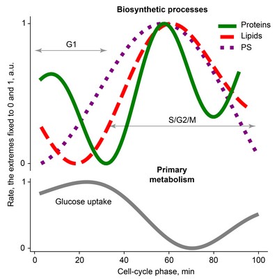 De productiesnelheid van eiwitten, vetten enpolysacchariden, en de primaire celstofwisseling, tijdens de celcyclus  | Illustratie Heinemann lab, RUG