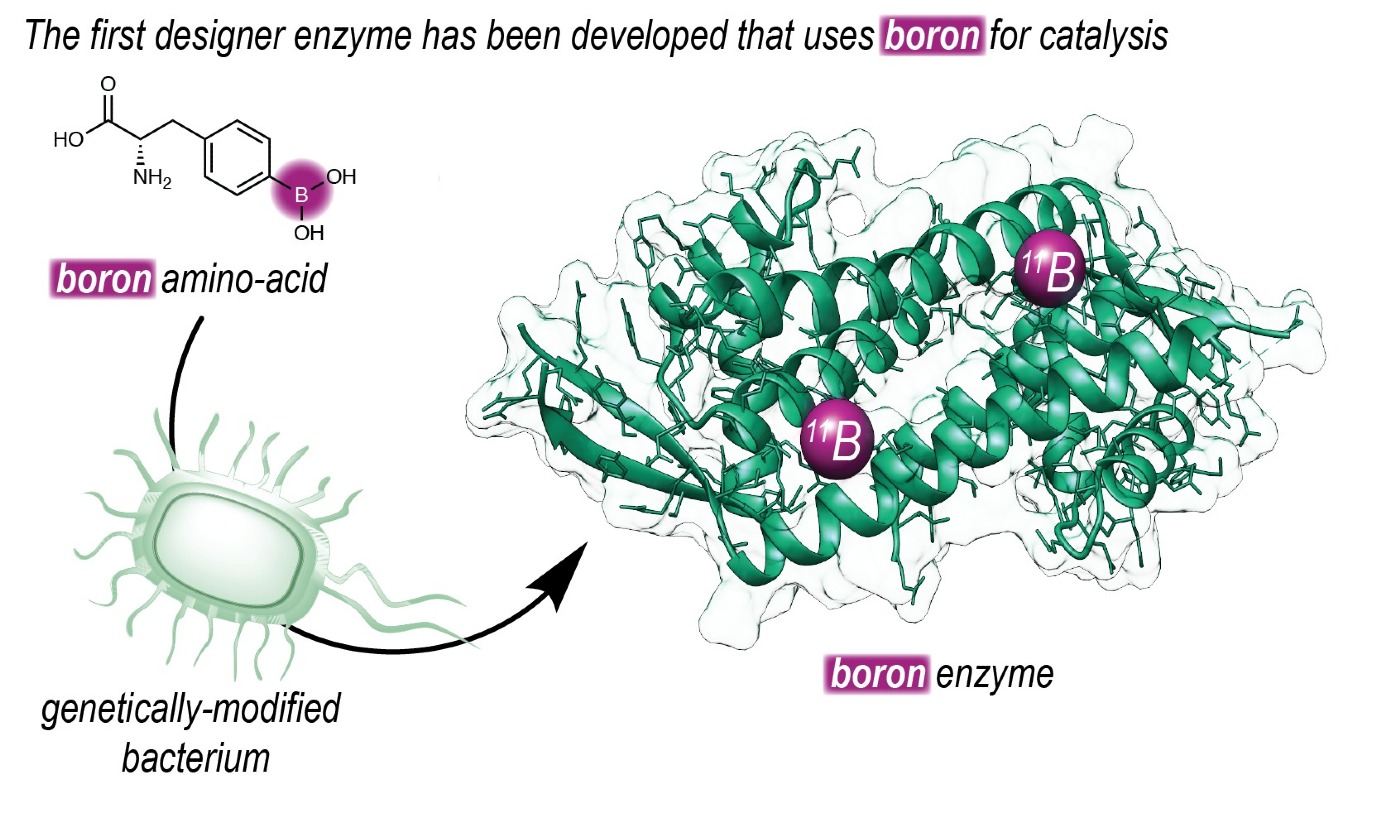 This shows how the enzyme with boron was created