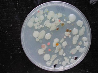 Bacterie kolonies