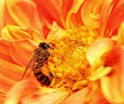 Bij die nectar verzamelt | Foto Sajjad Fazel, Wikimedia
